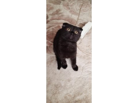 Scottish fold yavruları acil yuva