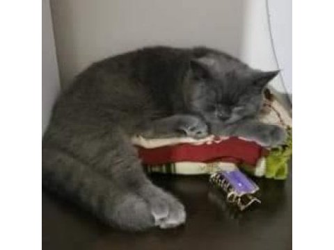 British shorthair 5 aylık erkek