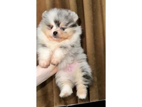 Pomeranian mavi gözlü ayıcık