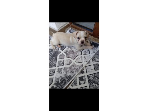 2.5 aylık dişi french bulldog aşısı var