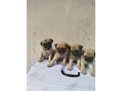 Pug mops orjinal kalıtelı yavrular