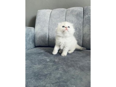 2 aylık erkek uzun tüylü scottish fold