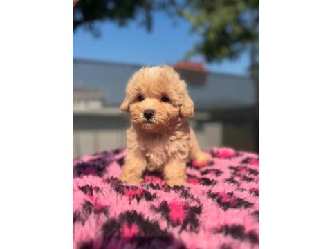 Dünya tatlısı maltipoo yavruları
