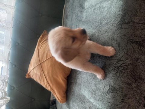 Sevimli yavru golden retriever