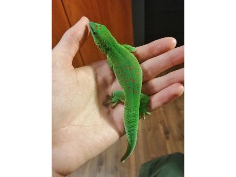 Gıant day geckolar (özel tür)