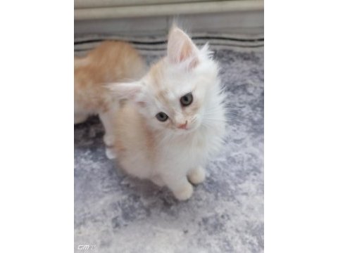 Chinchilla 2 aylık erkek