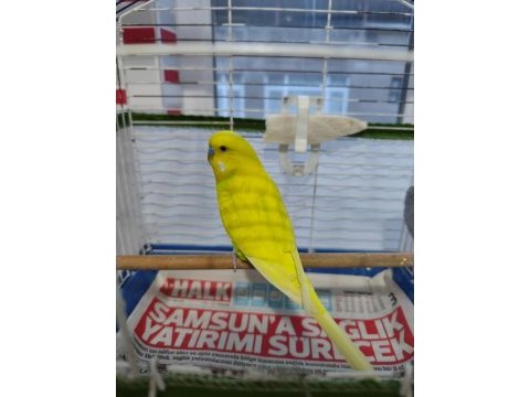 Çekoslovakya muhabbet kuşu