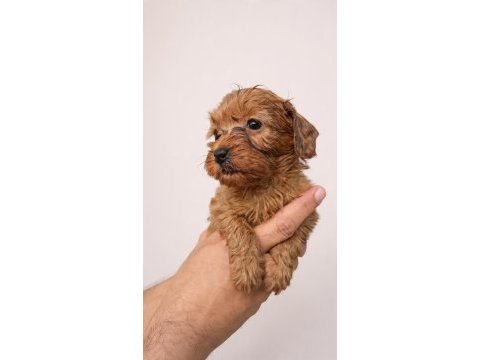 Kaliteli poodle yavrular mevcut her tonda