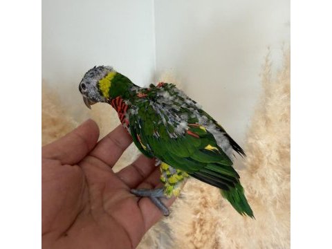Lori papağanı yavru