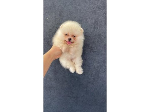 Pomeranian orjinal köpekler