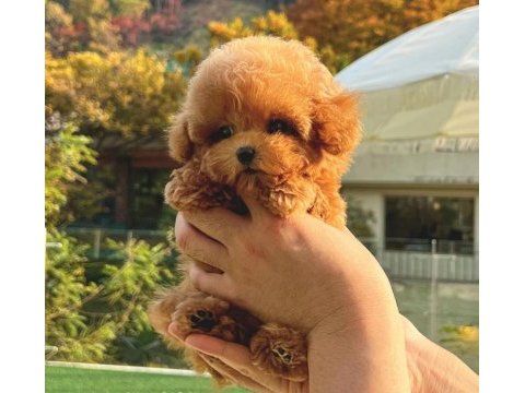 12 senelik tecrübe ile ırk garantili toy poodle