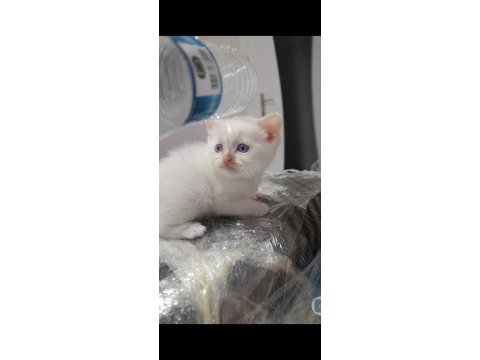 Teslime hazır yavru british shorthair