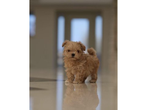 Maltipoo yavrular