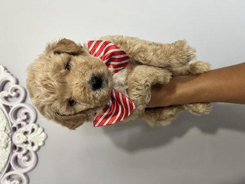 Harika güzellikte maltipoo yavrular