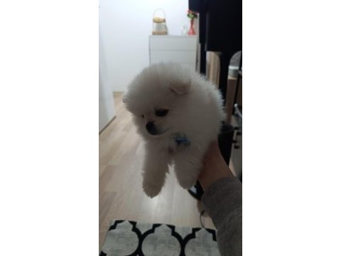 Pomeranian beyaz 2.5 aylık erkek