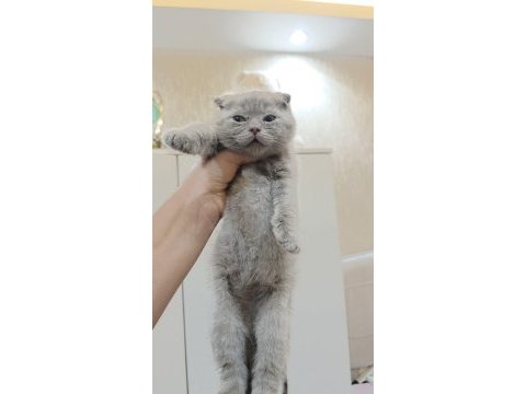 Scottish fold yavru kedimiz