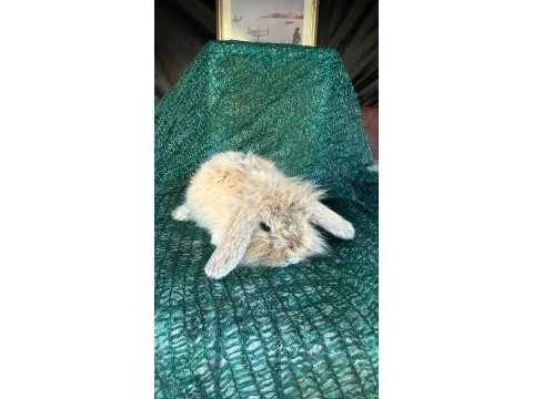 Hollanda lop ve cüce tavşanlar