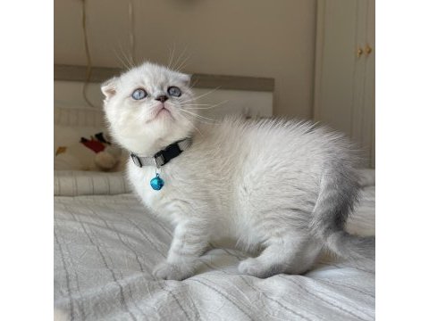 Dişi ve erkek scottish fold yavrular