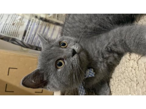 British shorthair yavrularımız
