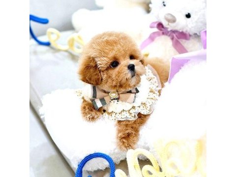 Toy poodle köpeğimiz