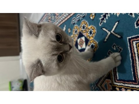British blue point saf kan
