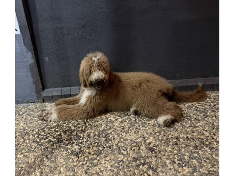 Full eğitimli 6 aylık dev poodle erkek yavru
