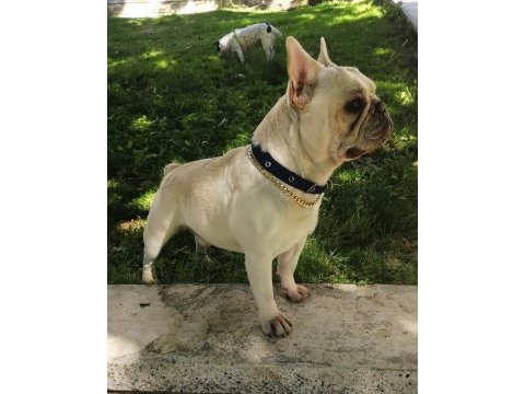 Oyuncu insan canlısı safkan cream french bulldog acil