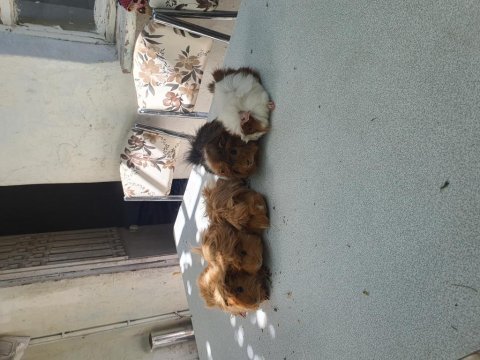 5 adet damızlık guinea pig