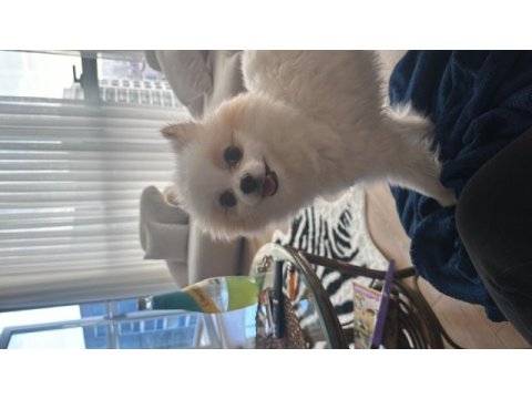 Pomeranian boo erkek 1 yaşında kısır değil