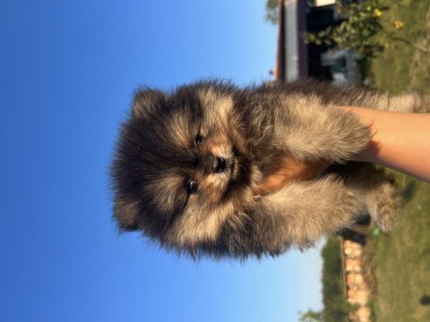 Orjinal ayı suratlı pomeryan bo yavrular