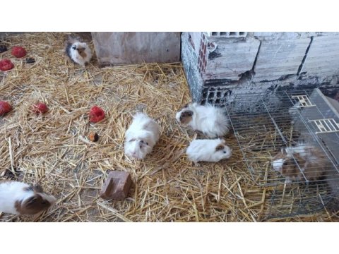 Ginepig yavruları ve anneleri hepsi sahiplendirilecektir