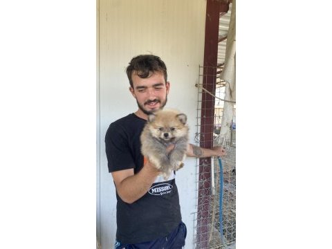 Üst kalite pomeranian boo yavrular
