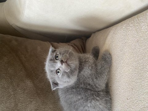 Gri scottish fold