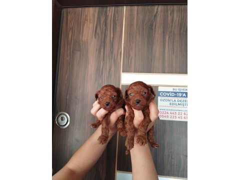 Kore red brown micro poodle bebekler