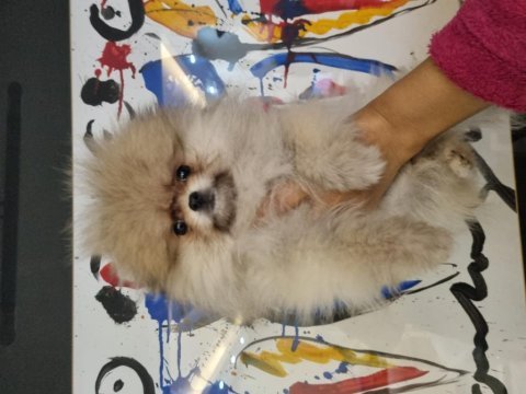 Pomeranian dişi tea cup