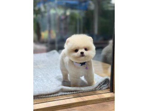 Sağlık ve ırk garantili pomeranian
