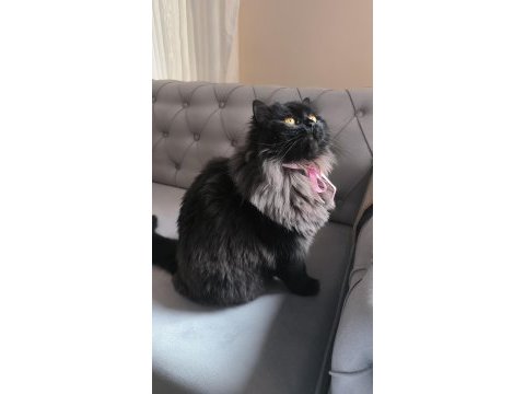 Zeki chinchilla kızım için yeni yuva arıyorum