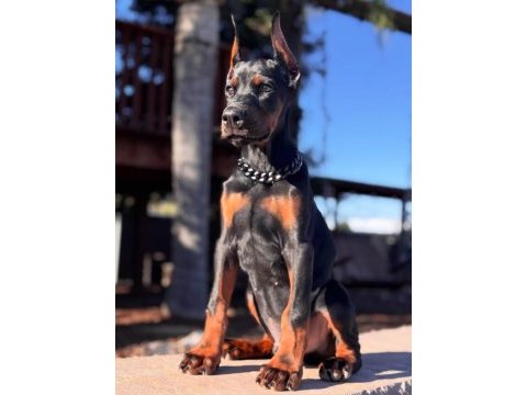 Sağlık ve ırk garanti doberman köpeği