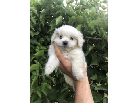 Son kalan birinci sınıf maltese terrier yavrumuz