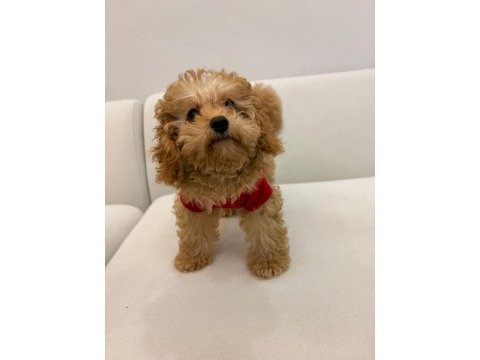 Safkan toy poodle