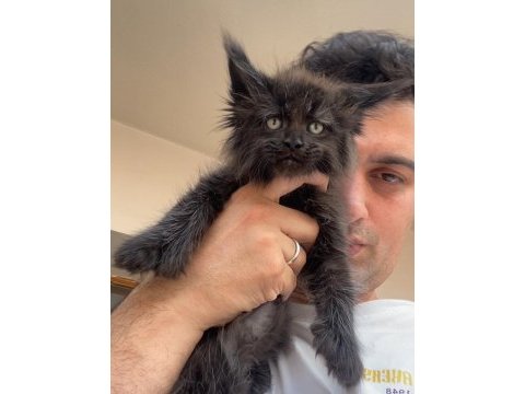 Polydactly 6x6x6x6 erkek maine coon yavru