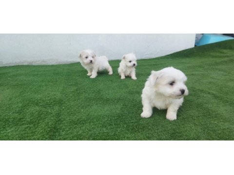 Maltese yavrular