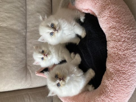 2 dişi 1 erkek chinchilla