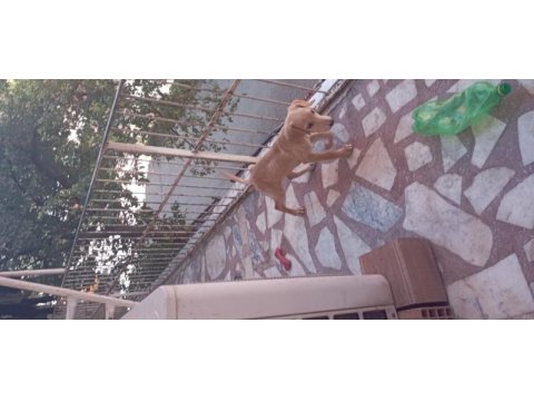 4 aylık golden dişi yavru