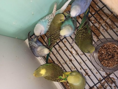 45-50 günlük muhabbet kuşu yavruları