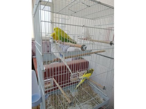 Tek tek veya hepsi birlikte muhabbet kuşlar