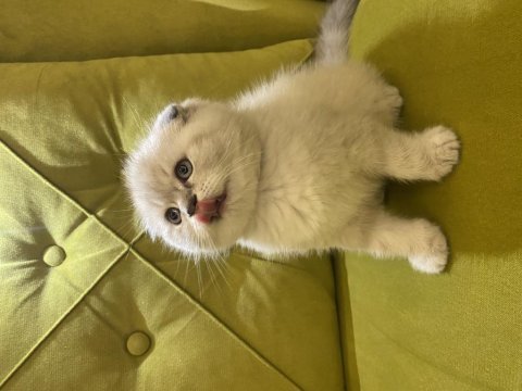 Scottish fold sıfır kulak erkek