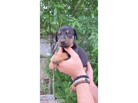 A kalite doberman yavrular