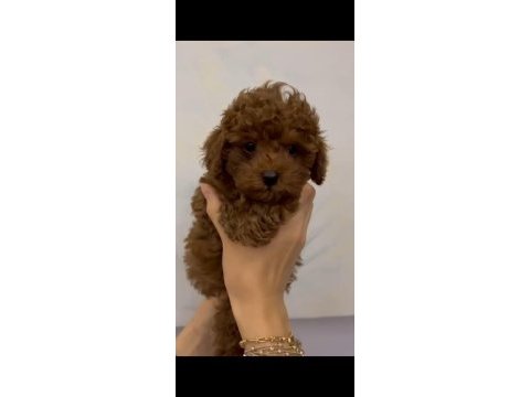 Tüy dökmeyen kalite sağlık ırk garantili poodle yavrularımız