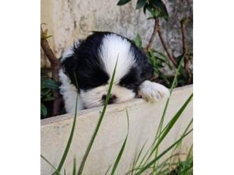 Shih tzu (şitsu)
